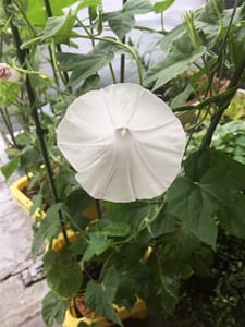 朝顔